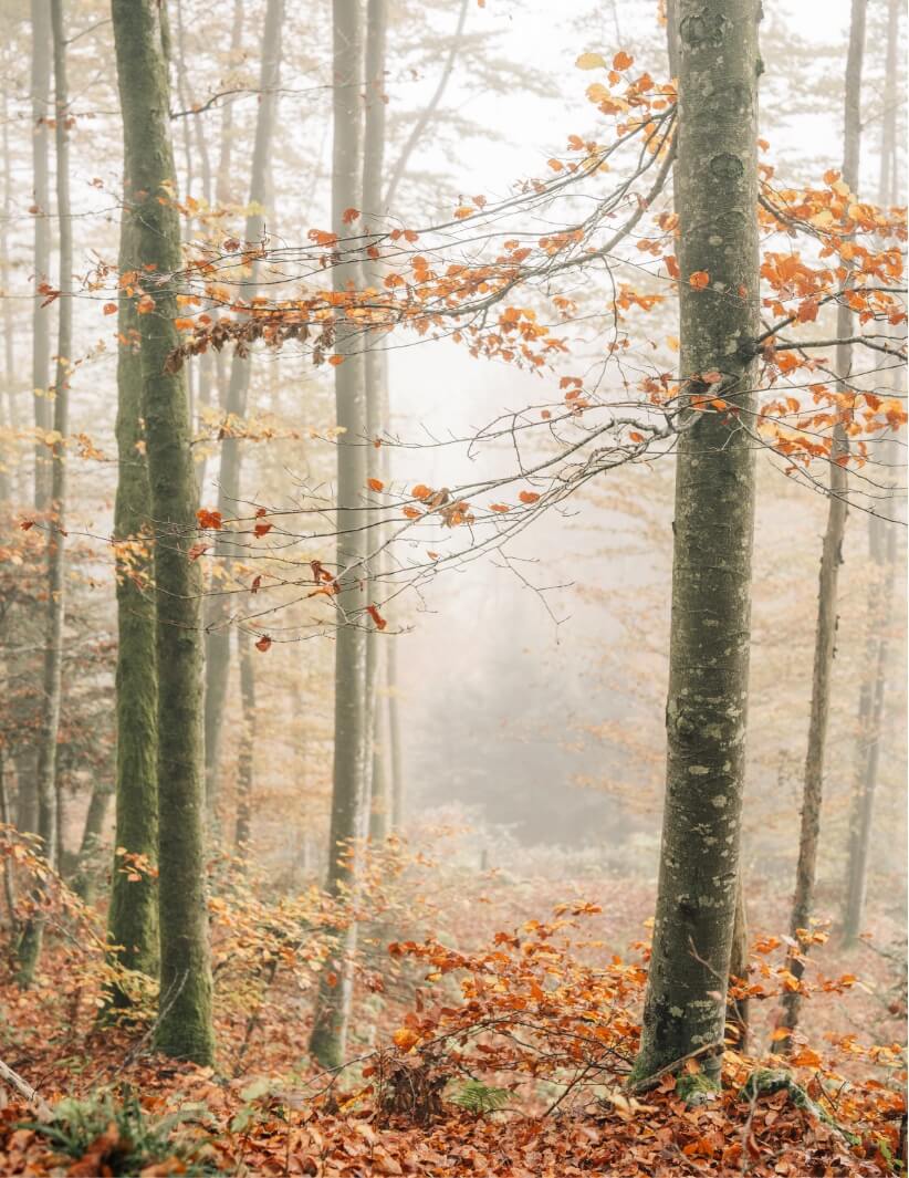 Herbstliches Brand Fotoshooting für Alea Avena Schmuck – Bild 21 | Branding Fotografie Schweiz von Pajurama