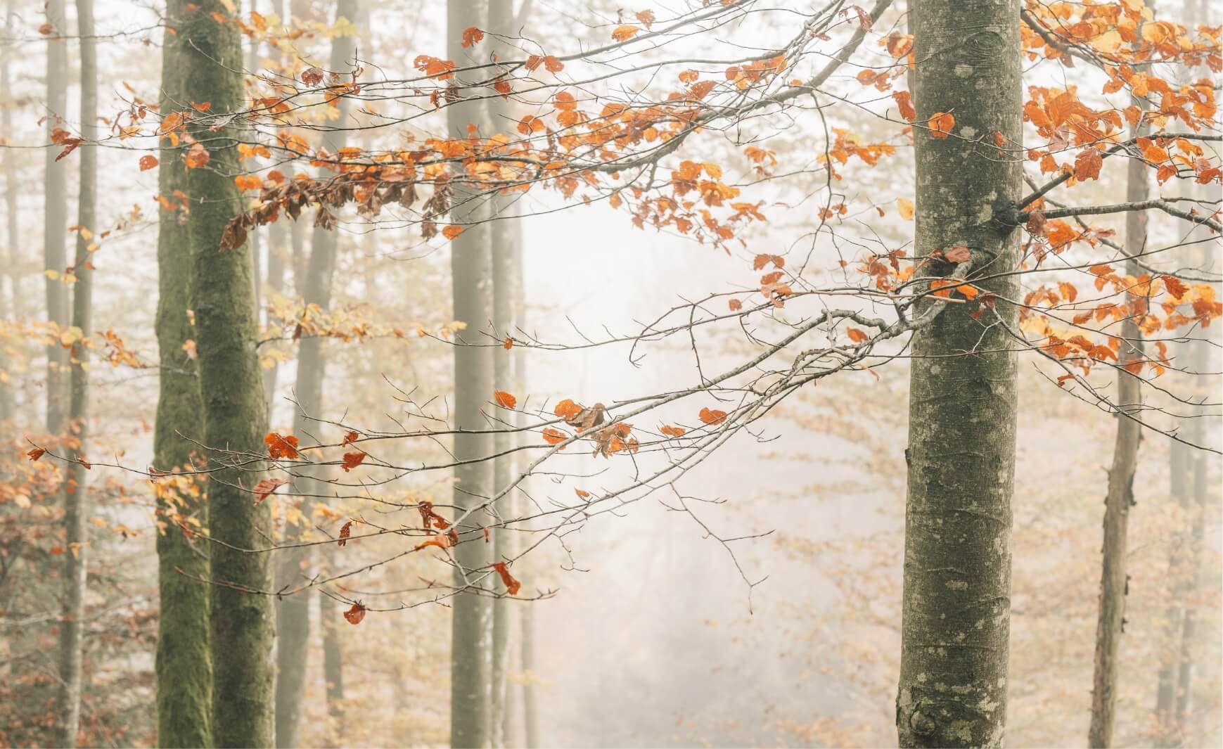Herbstliches Brand Fotoshooting für Alea Avena Schmuck – Bild 6 | Branding Fotografie Schweiz von Pajurama
